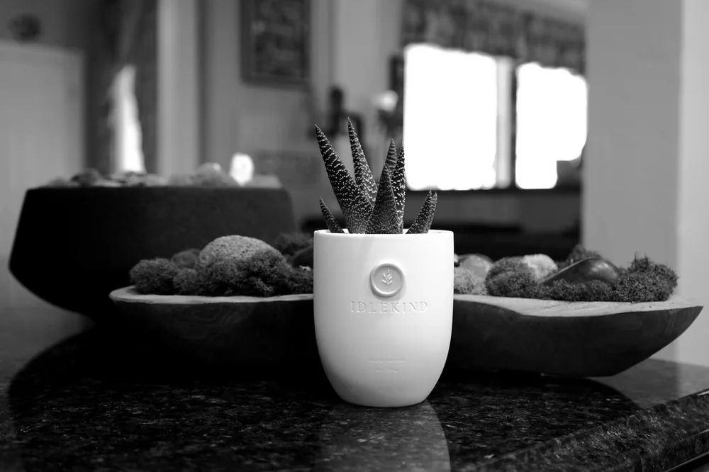An empty Idlekind vessel planted with a succulent