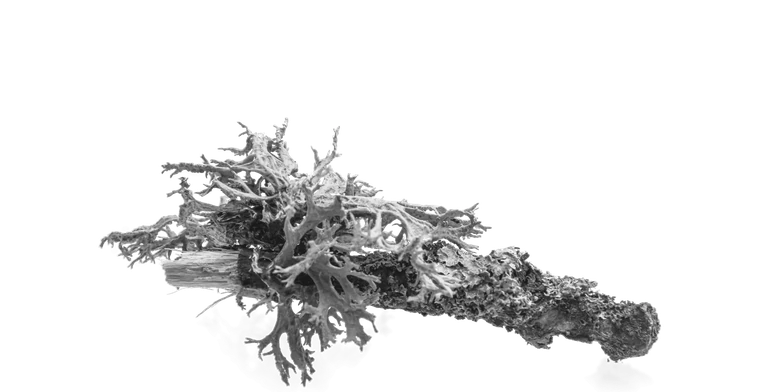 Oakmoss