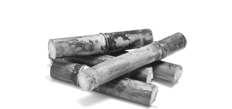 Sugar cane